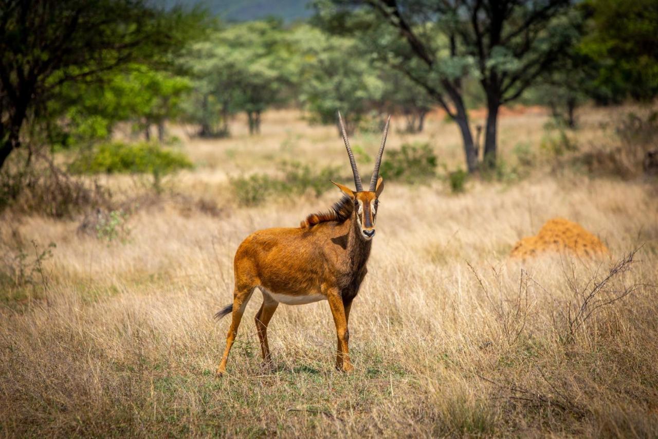 Nungu Game Lodge Lephalale Dış mekan fotoğraf