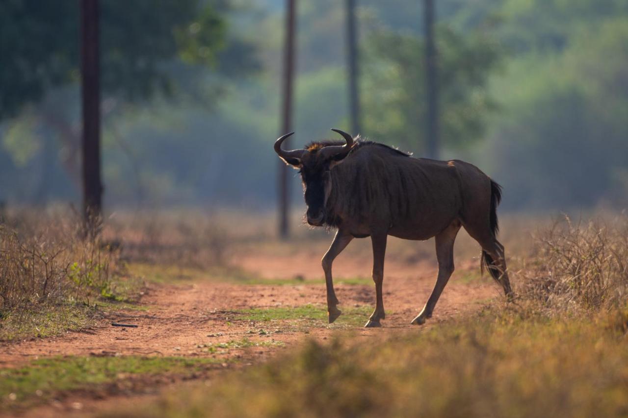 Nungu Game Lodge Lephalale Dış mekan fotoğraf