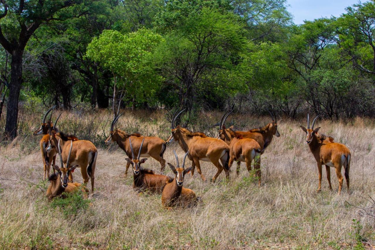 Nungu Game Lodge Lephalale Dış mekan fotoğraf